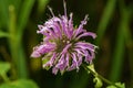 Wild Bergamot Ã¢â¬â Monarda fistulosa